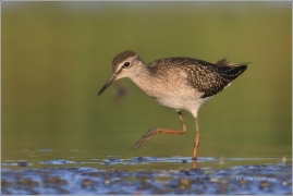 <p>VODOUŠ BAHENNÍ (Tringa glareola) Českobudějovicko ----- /Wood sandpiper - Bruchwasserläufer/</p>